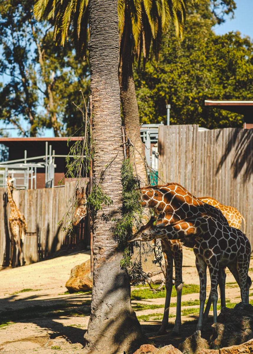 Giraffe eating leave branches off a tree at the Oakland zoo, where students enjoyed a sunny Conge.
